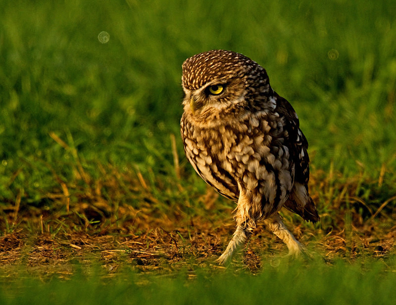 - Little Owls