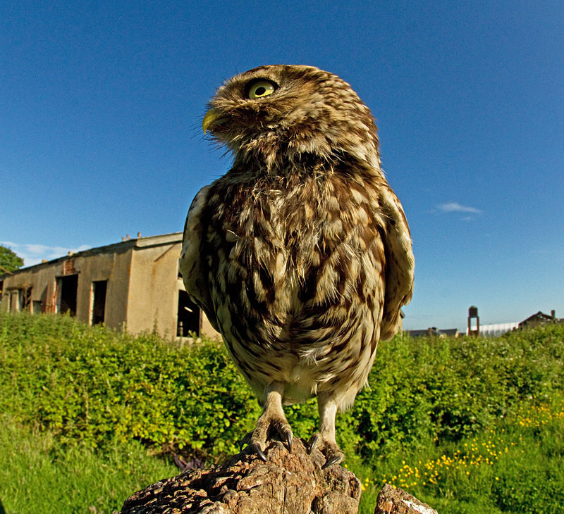  - Little Owls