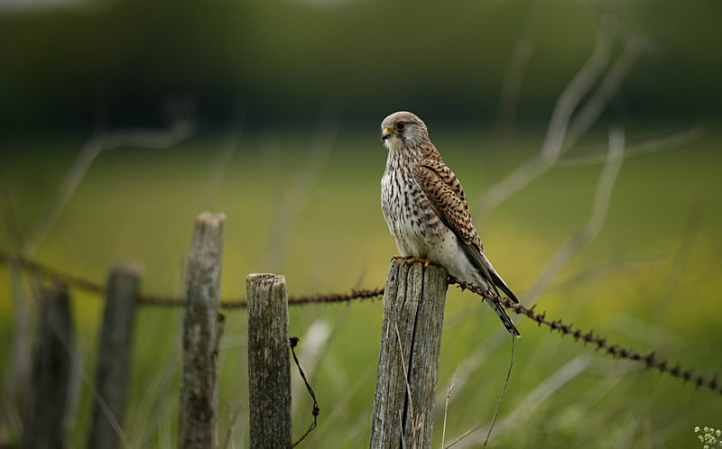 Kestrel perched on a post