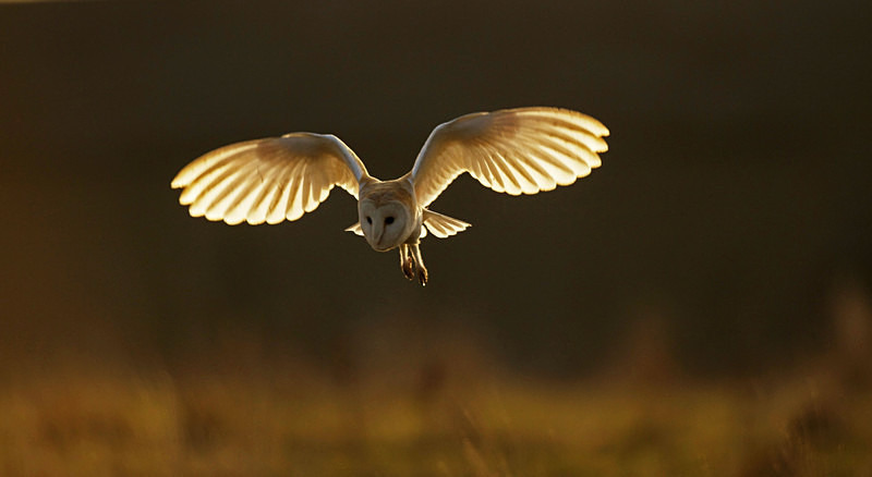 Barn Owl in Flight - Barn Owls