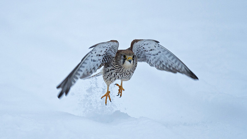 Kestrel taking off in the snow