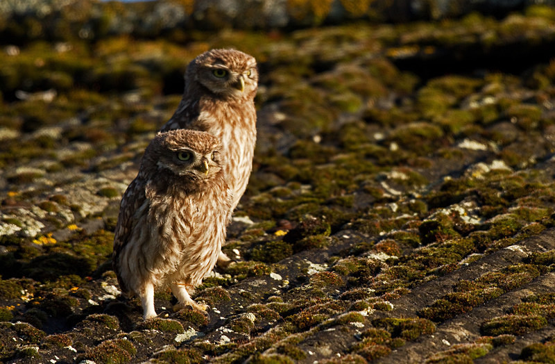  - Little Owls