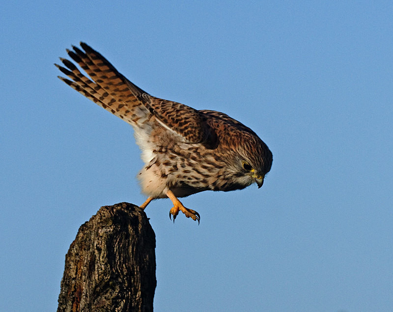 Kestrel in flight at Stow Maries Aerodrome wildlife photography Russell Savory
