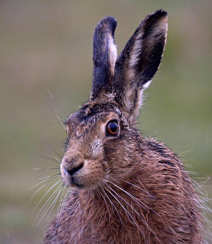 Brown Hare - Hares