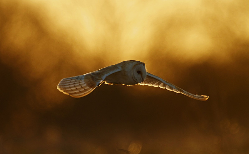 Barn Owl in flight - Barn Owls