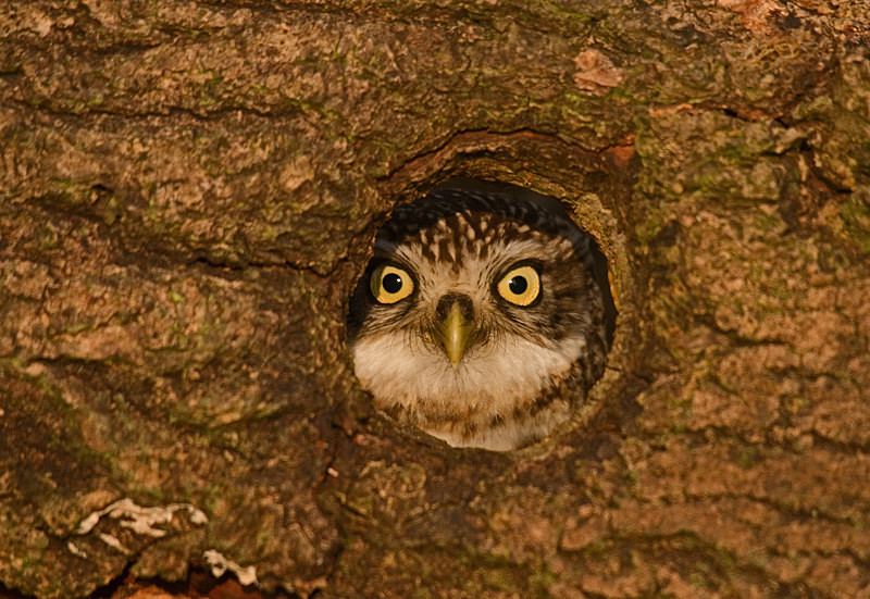 - Little Owls