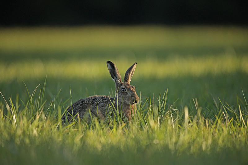  - Hares