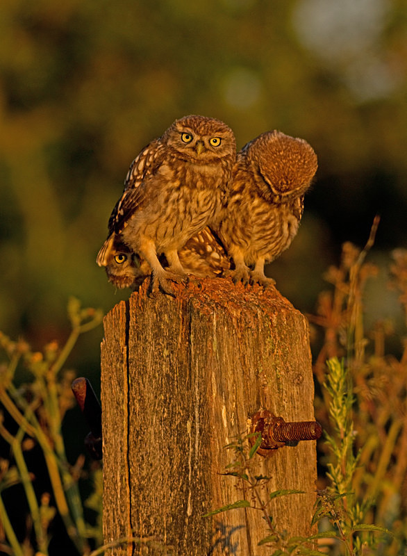  - Little Owls