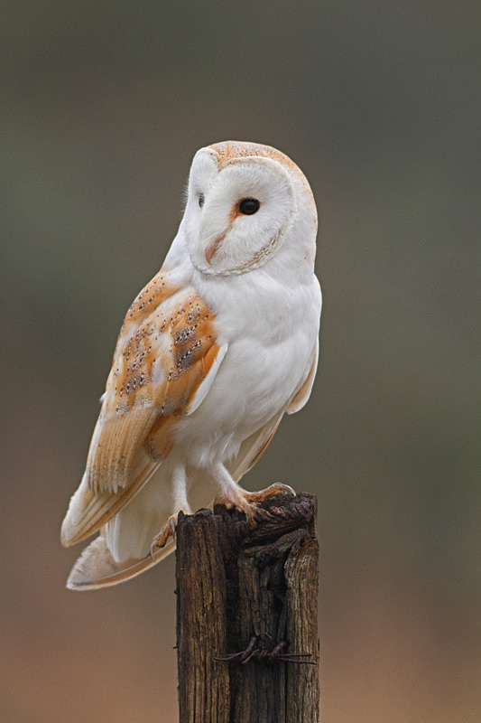  - Barn Owls