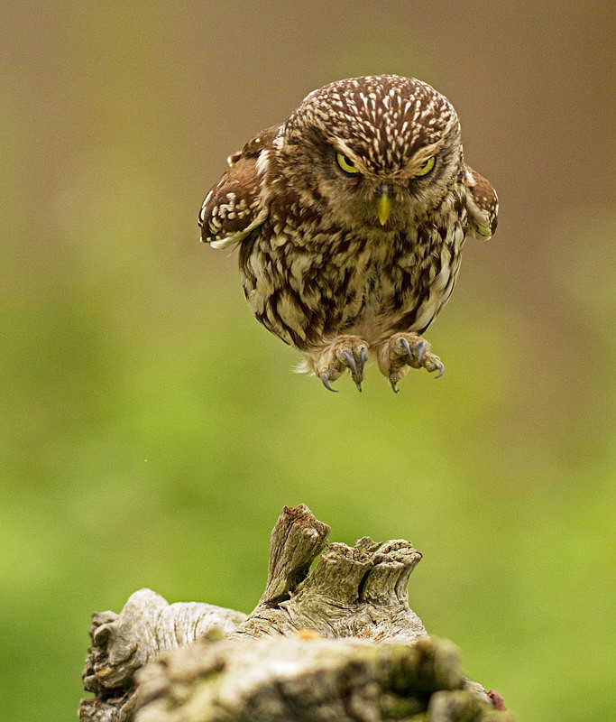  - Little Owls