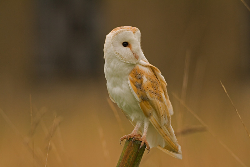  - Barn Owls