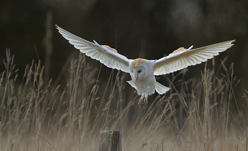 Barn Owl in flight - Barn Owls