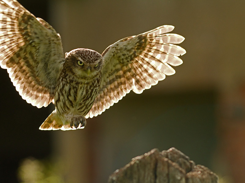  - Little Owls