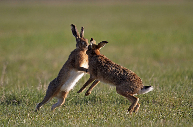 Hares boxing - Hares