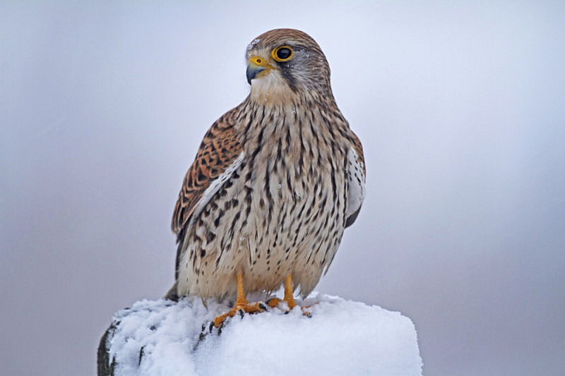 Kestrel in the snow on a fencepost