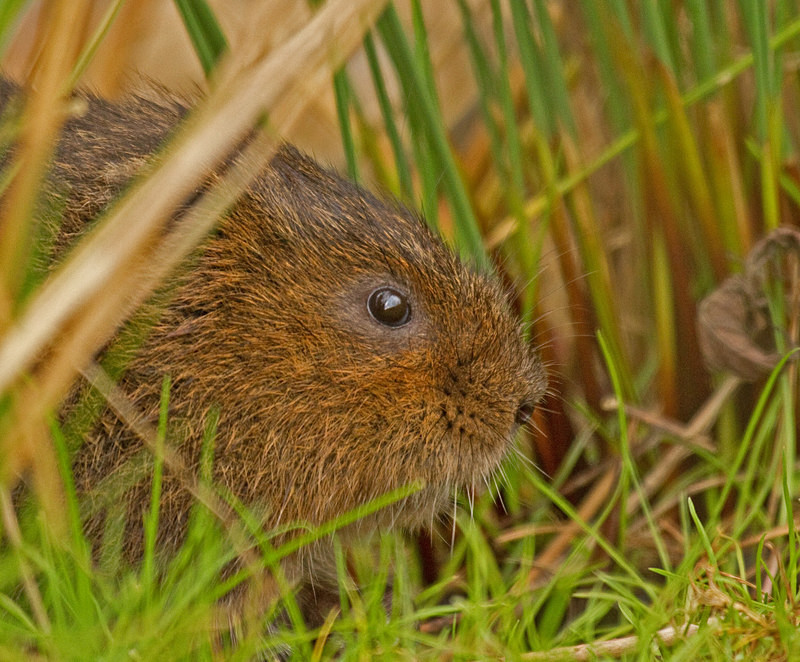  - Water Voles