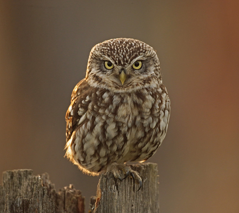  - Little Owls