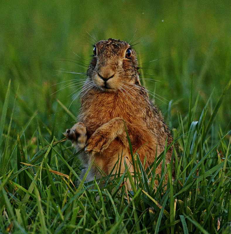 Brown Hare - Hares