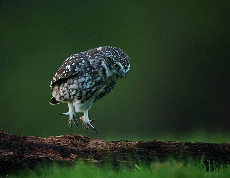  - Little Owls
