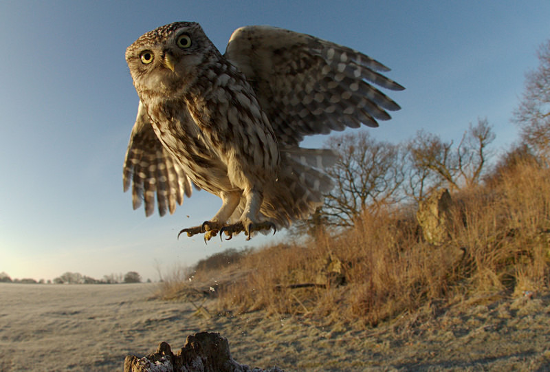 Little Owl - Little Owls