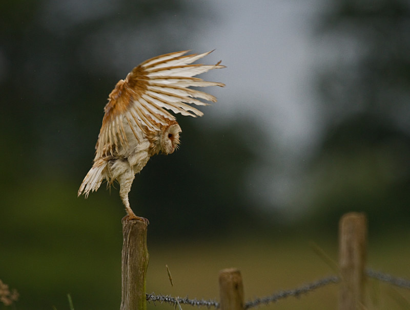  - Barn Owls
