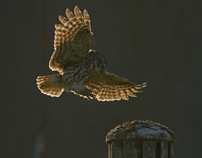  - Little Owls