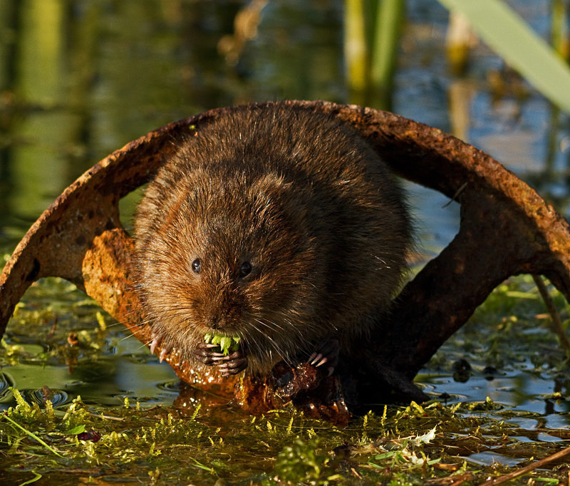  - Water Voles