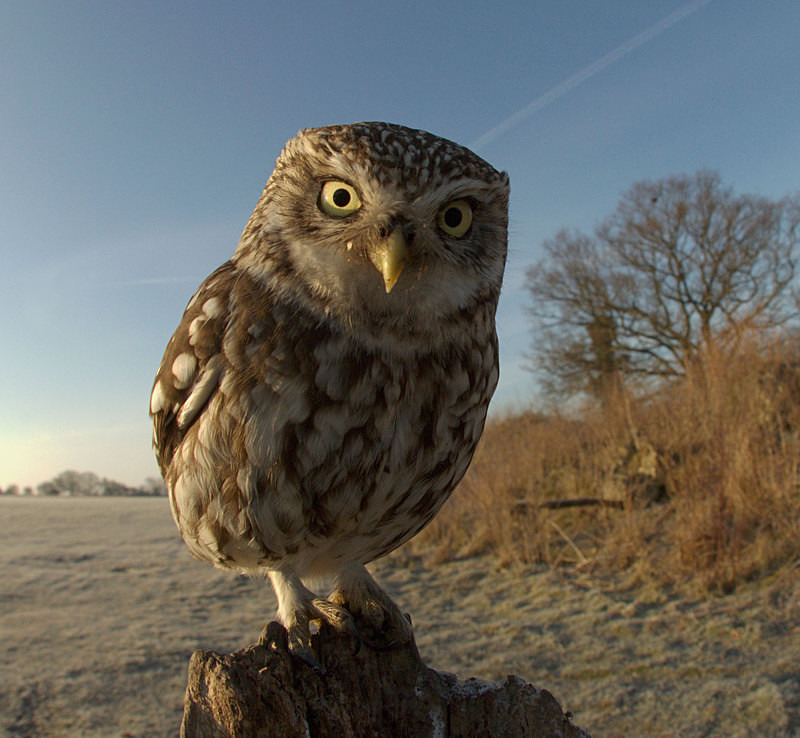 Litle Owl - Little Owls