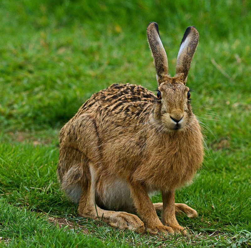 Brown Hare - Hares