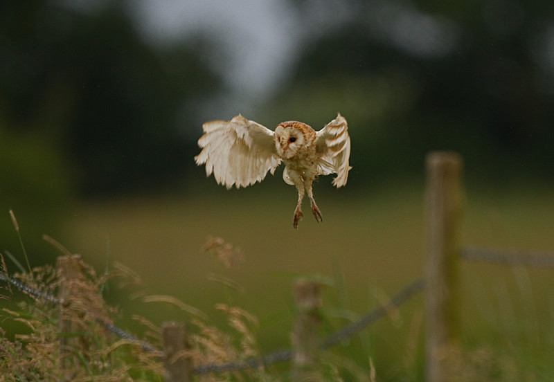  - Barn Owls