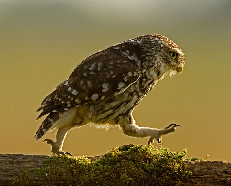  - Little Owls