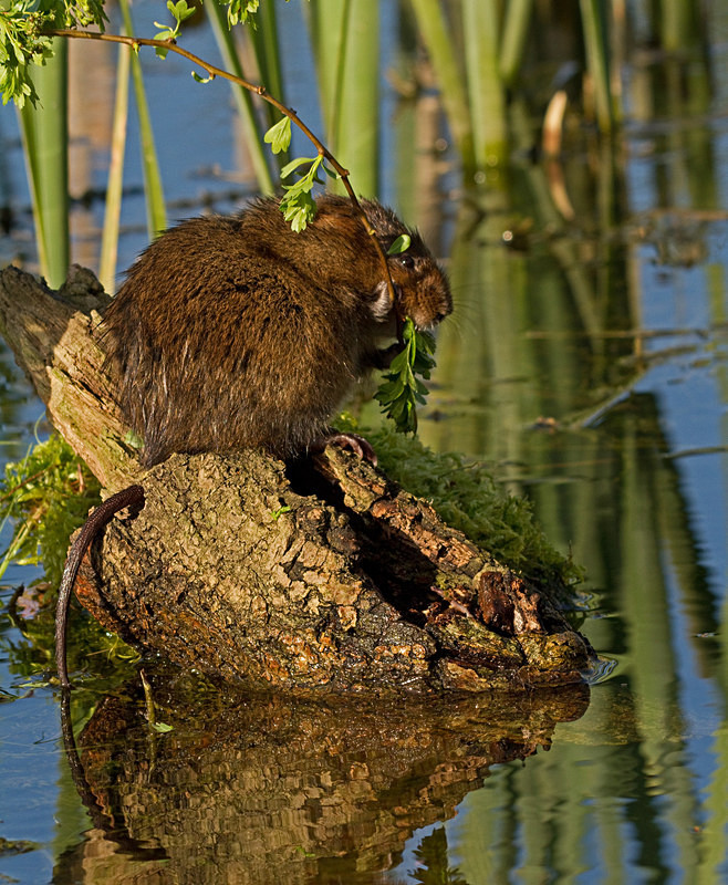  - Water Voles