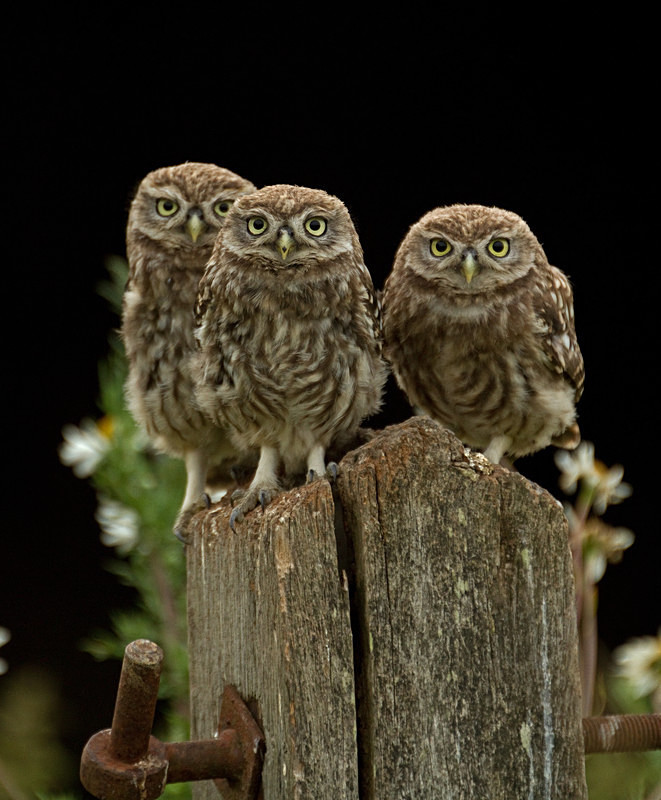  - Little Owls