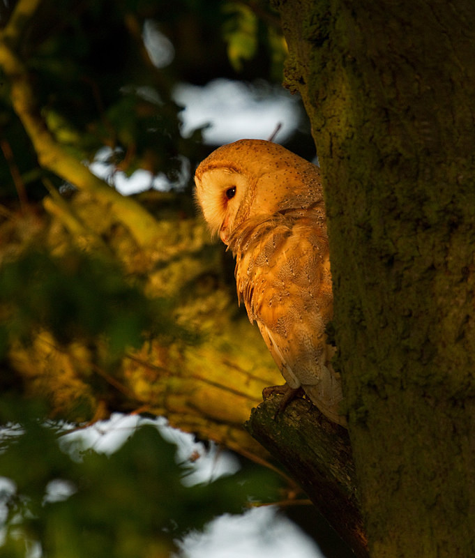  - Barn Owls