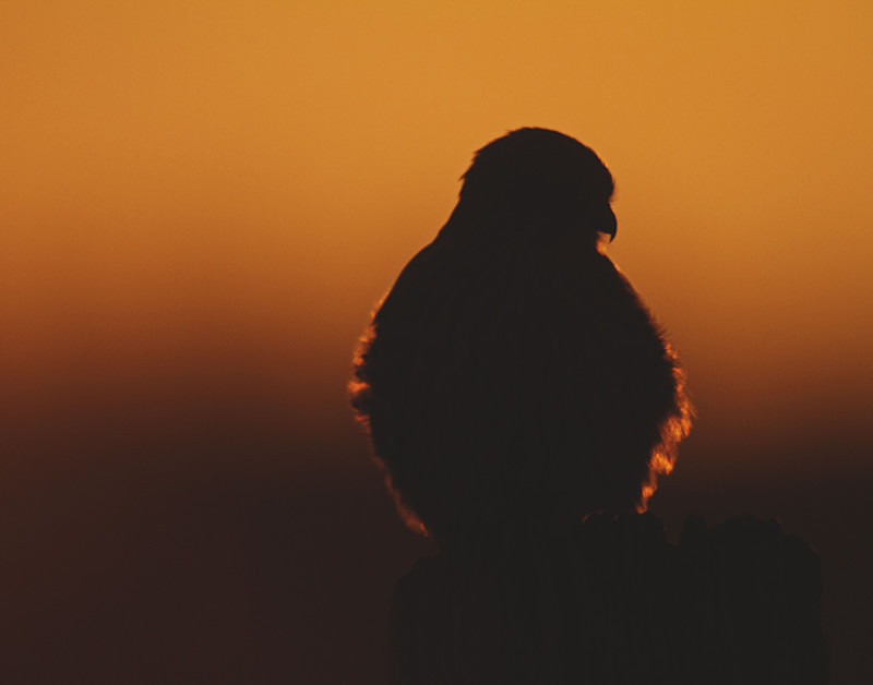 Kestrel in the Sunset