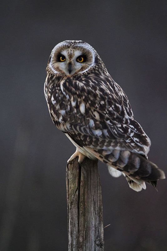 Short Eared Owl perched on a post - Short Eared Owls
