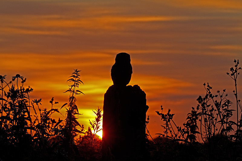  - Little Owls
