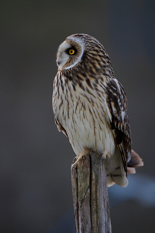 Short Eared Owl perched on a post - Short Eared Owls