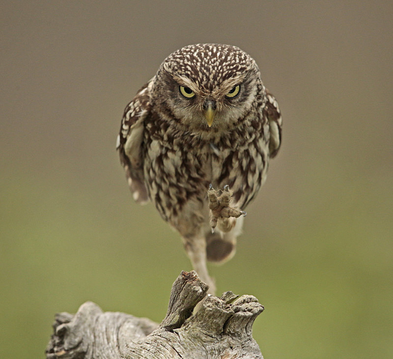  - Little Owls