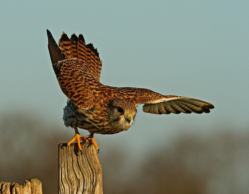 Kestrel taking off at Stow Maries Aerodrome wildlife photography Russell Savory