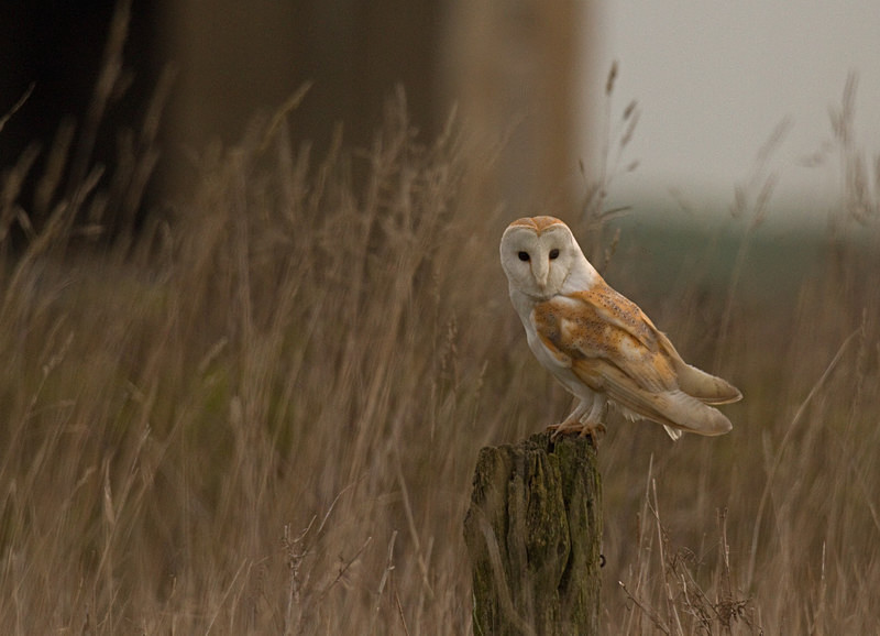  - Barn Owls