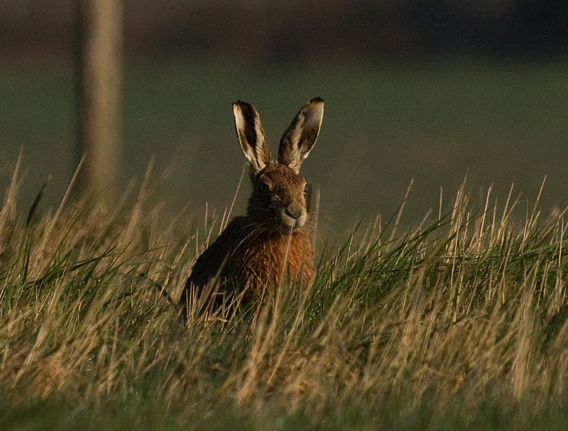  - Hares