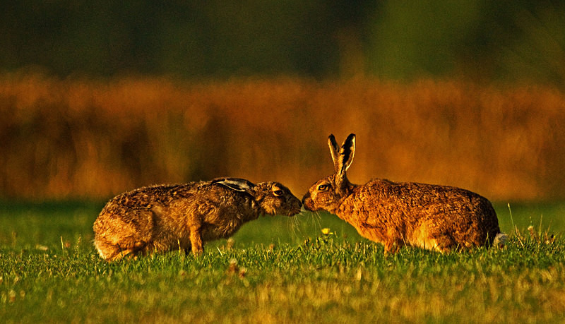 Brown Hares kissing - Hares