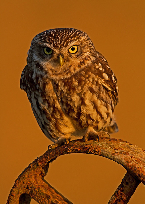  - Little Owls