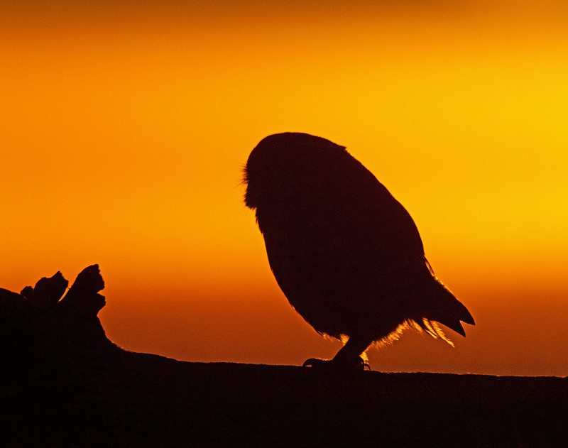  - Little Owls