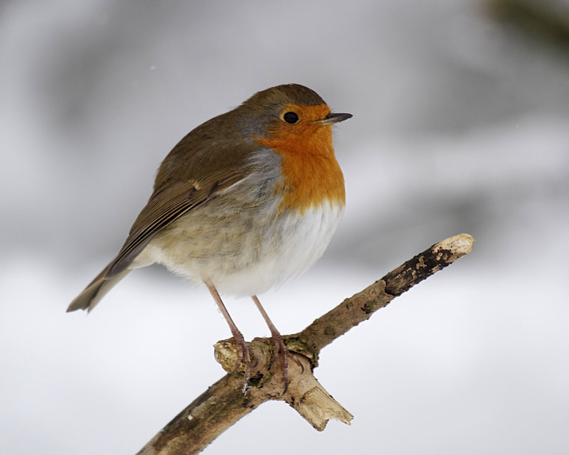 Robin In The Snow