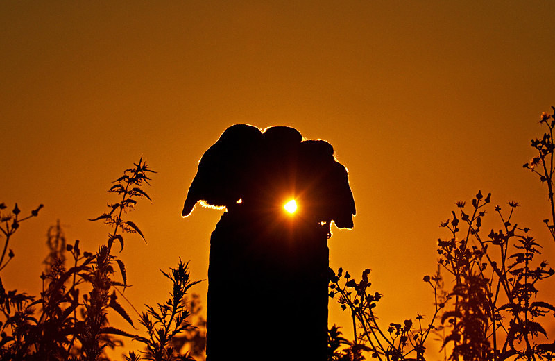  - Little Owls
