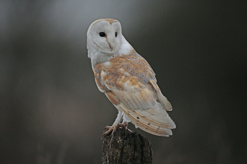 Barn Owl perched on a post - Barn Owls