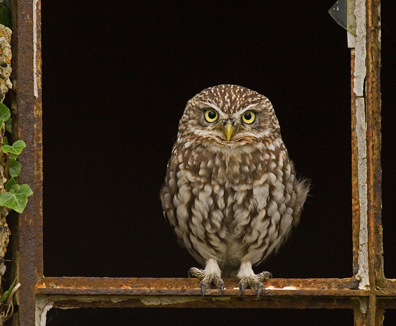  - Little Owls