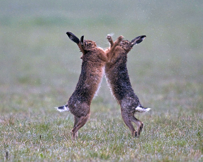 Brown Hares boxing - Hares